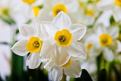 新一期NS会员“试玩同乐会” 《美妙世界：最终混音》免费试玩